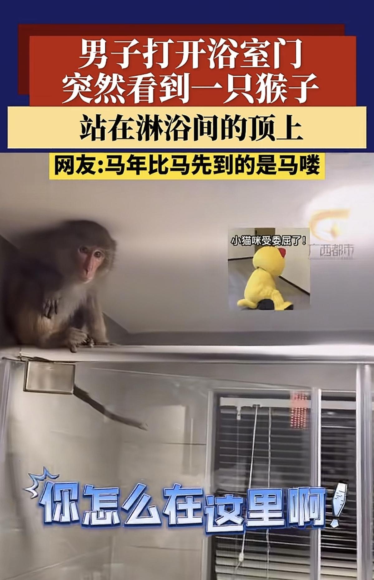 这确实太扯了！一男子回到家里，打开浴室，从镜子里看到猴子了。于是惊呼：“为什么我