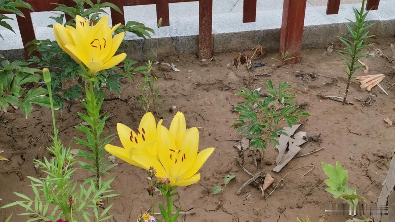虽然现在各地年轻人生育率降低，幼儿出生率连年减少，但有一个明显的现象：县城里的民