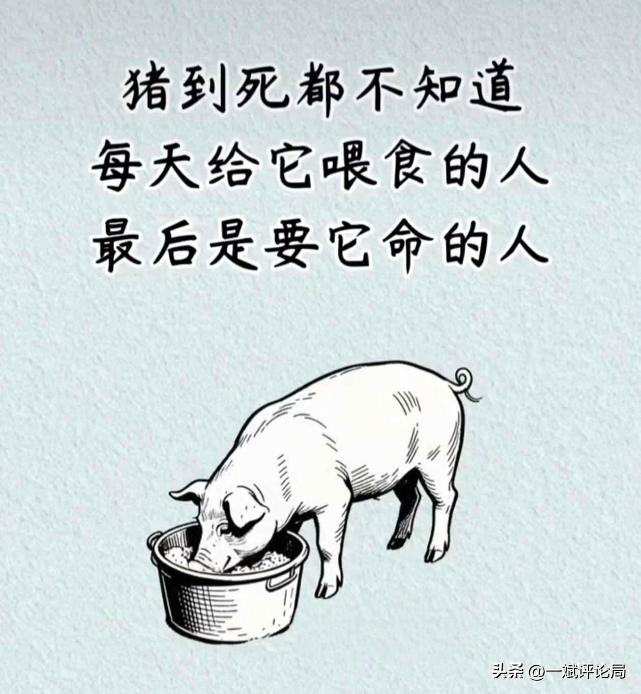 经常听到一句骂人和被骂的话：“你真是猪！”因为猪真是笨。因为猪到死都不知道每天给