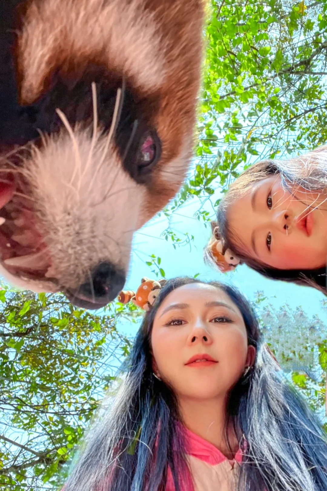 小友遛遛图鉴｜快来照抄我的小熊猫庄园攻略