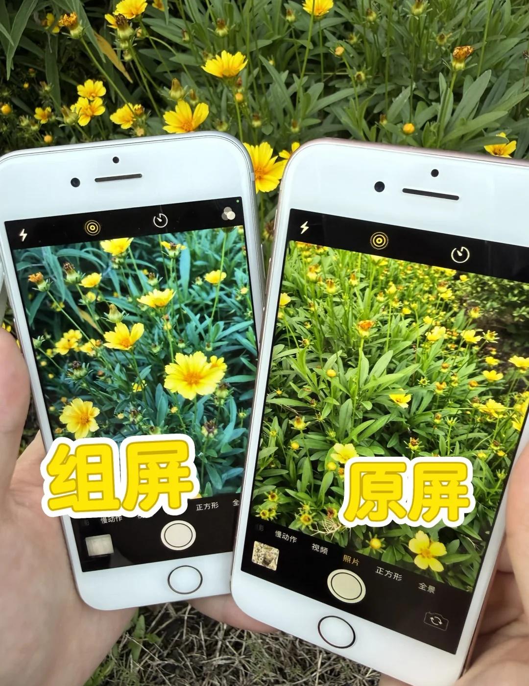 📱组屏和原屏差别还是太大了！！！
同样都是苹果8，放在一起一打开相机，差别真的