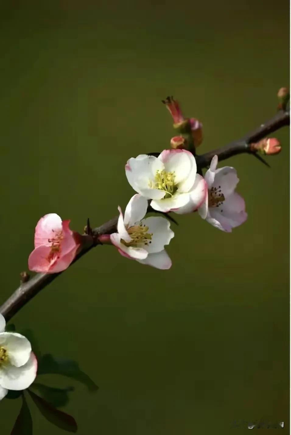 春到花开，花满枝头。时光曼妙日日新，岁月如花事事美