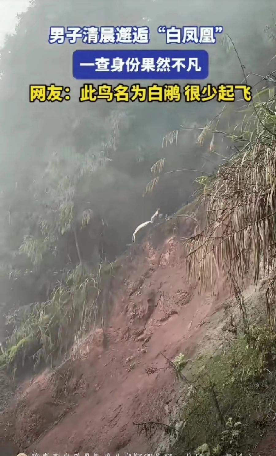 解释不清了，四川，一男子清晨开车进山，突然看见远处树林里出现一个白色的身影，他立