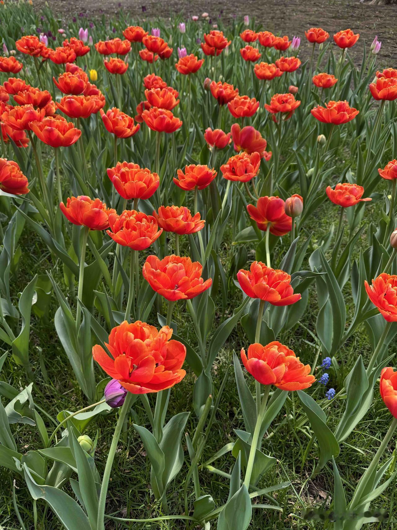 没有看到，这个征文是什么时候出来的。
看到的时候已经有六千个参与者了。
我的新锐