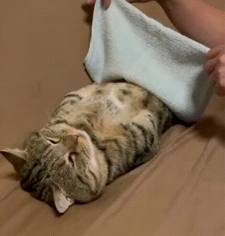 建议大家每晚睡够6小时 英国萨里大学一项研究发现：连续7天、每晚睡眠不足6小时的