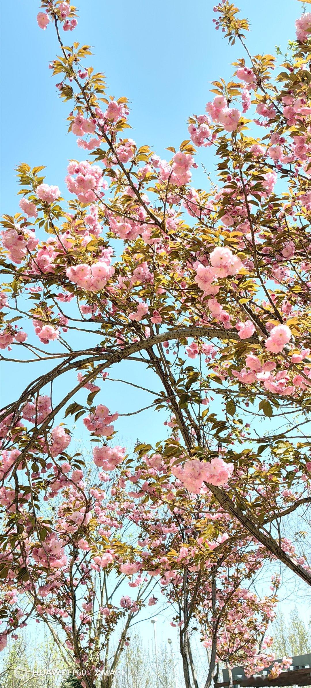 日本晚樱。看到这种花，就能想起鬼子做的恶。樱花随手拍春天春天的浪漫是花花给的 北