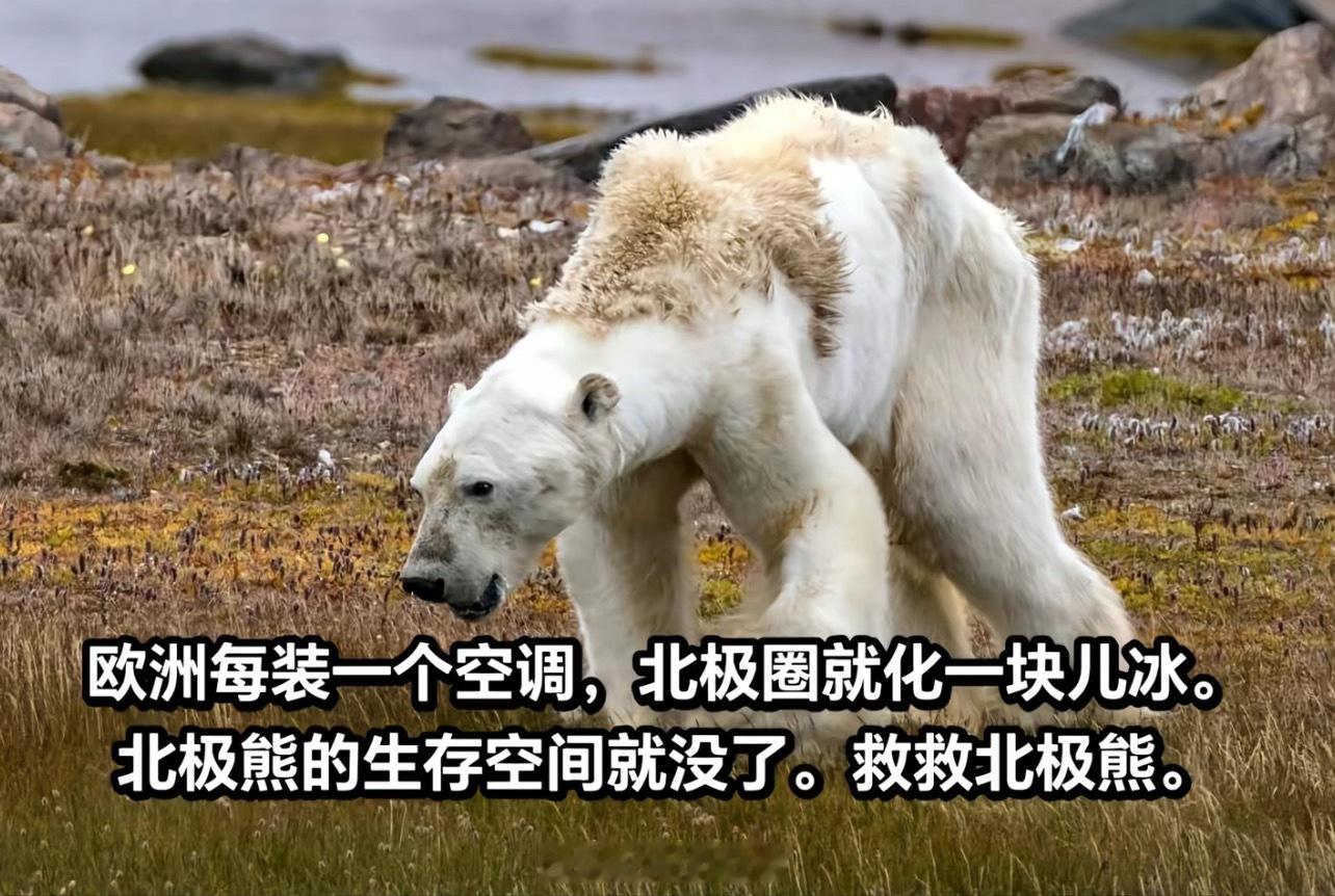 救救北极熊吧 