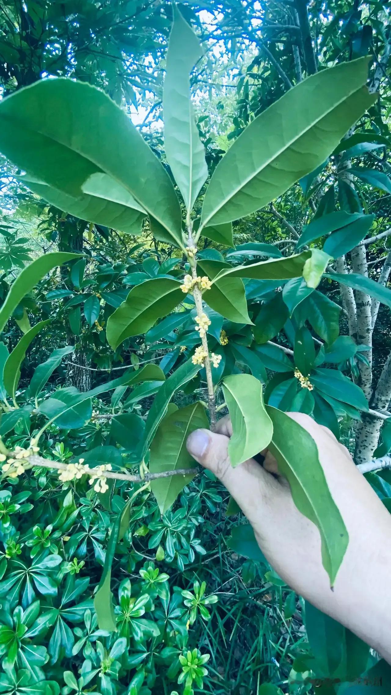 杭州的桂花开了大家可否知道？
桂花至今一直未开，可把各地的网友给搞糊涂了！
我曾