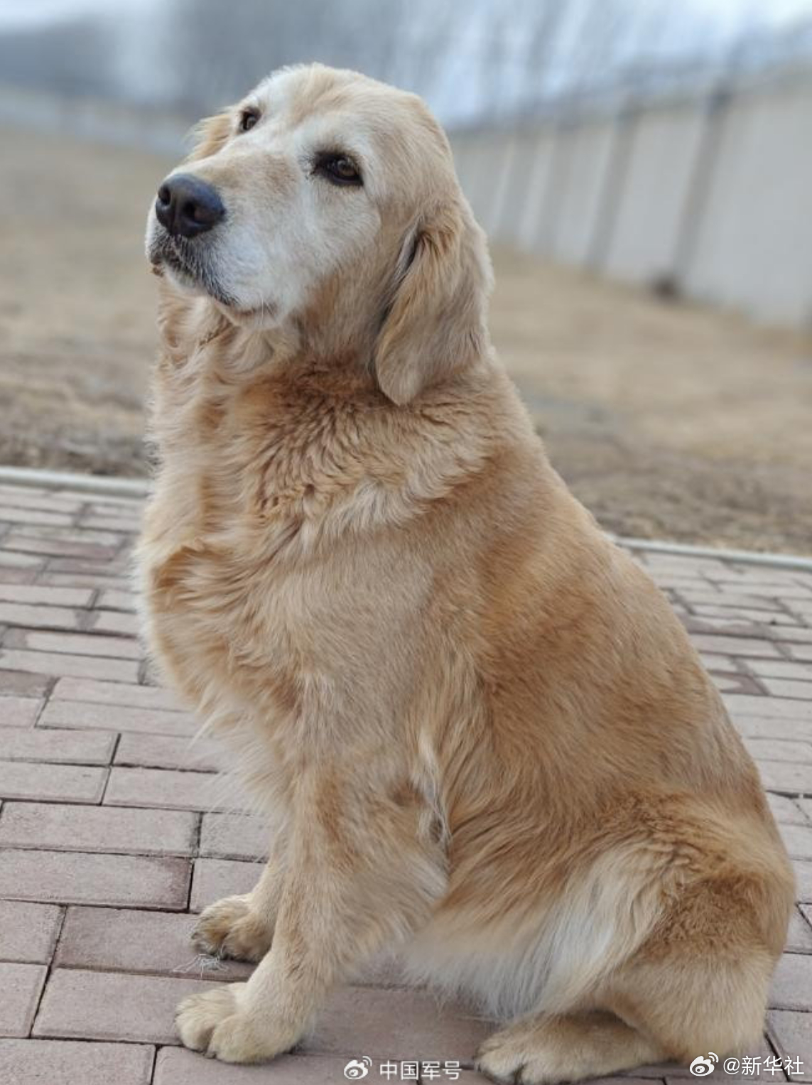 【转扩！#4只光荣退役军犬征集领养人#】#为4只光荣退役军犬找个新家# 据