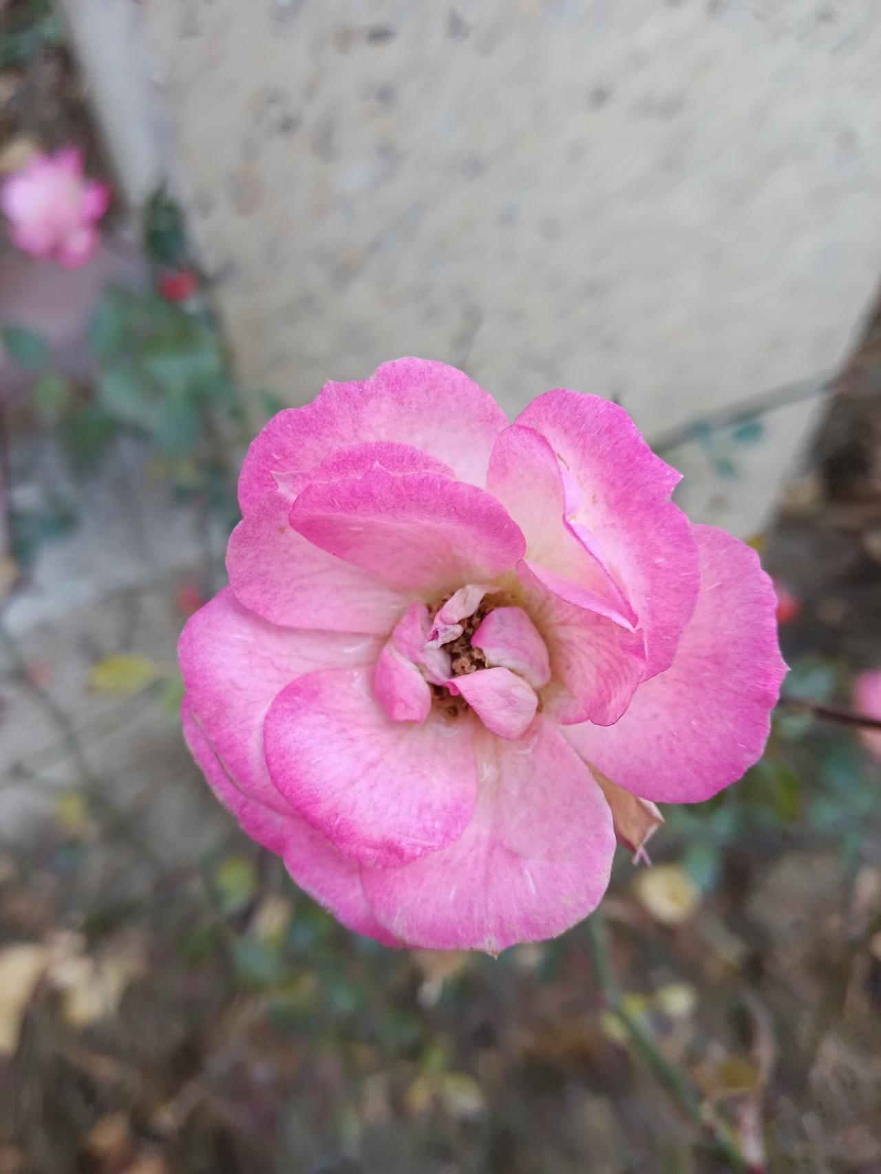 晒图笔记大赛冬日的风有点硬，院子外那株粉白月季却开得很认真。花瓣一层叠一层，像把