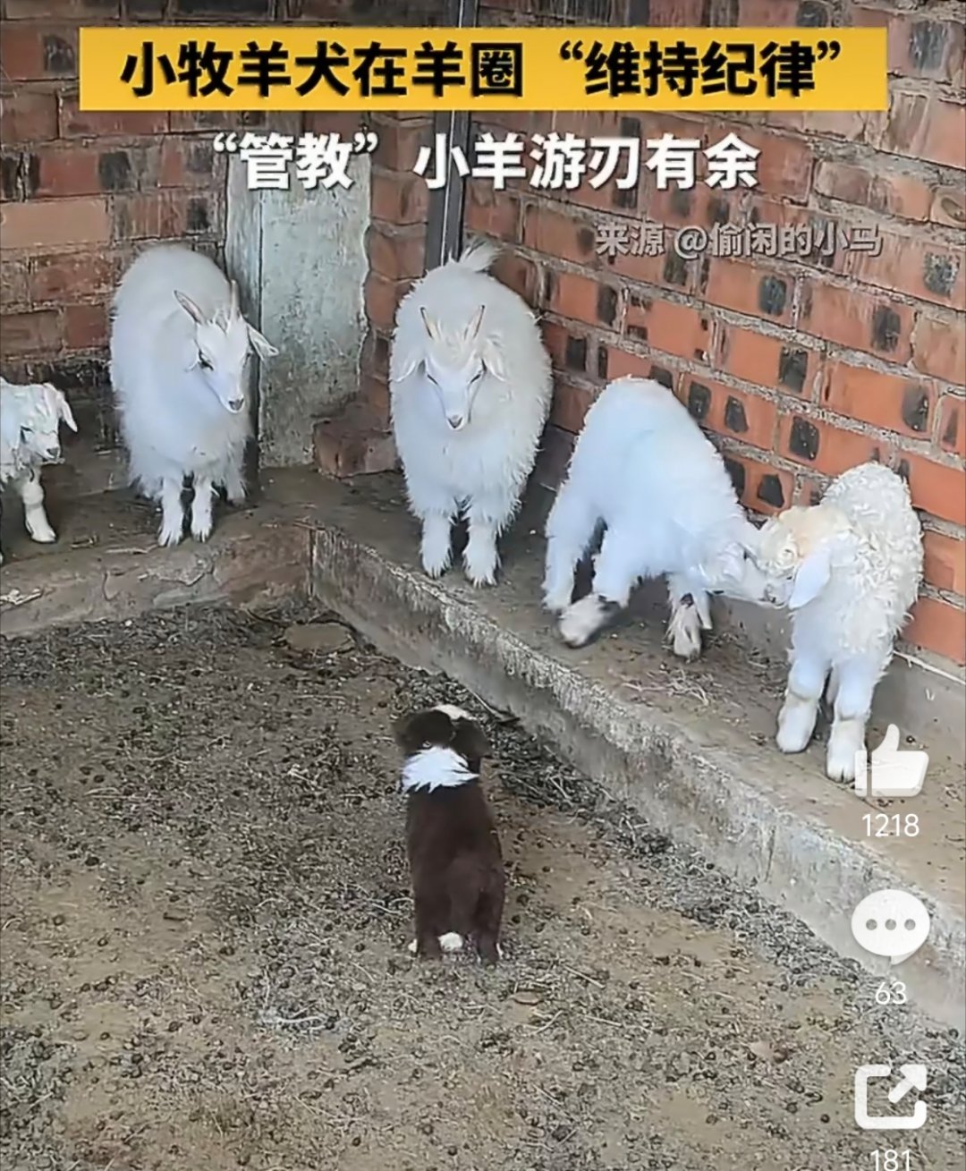 小牧羊犬管教小羊血脉觉醒血脉压制