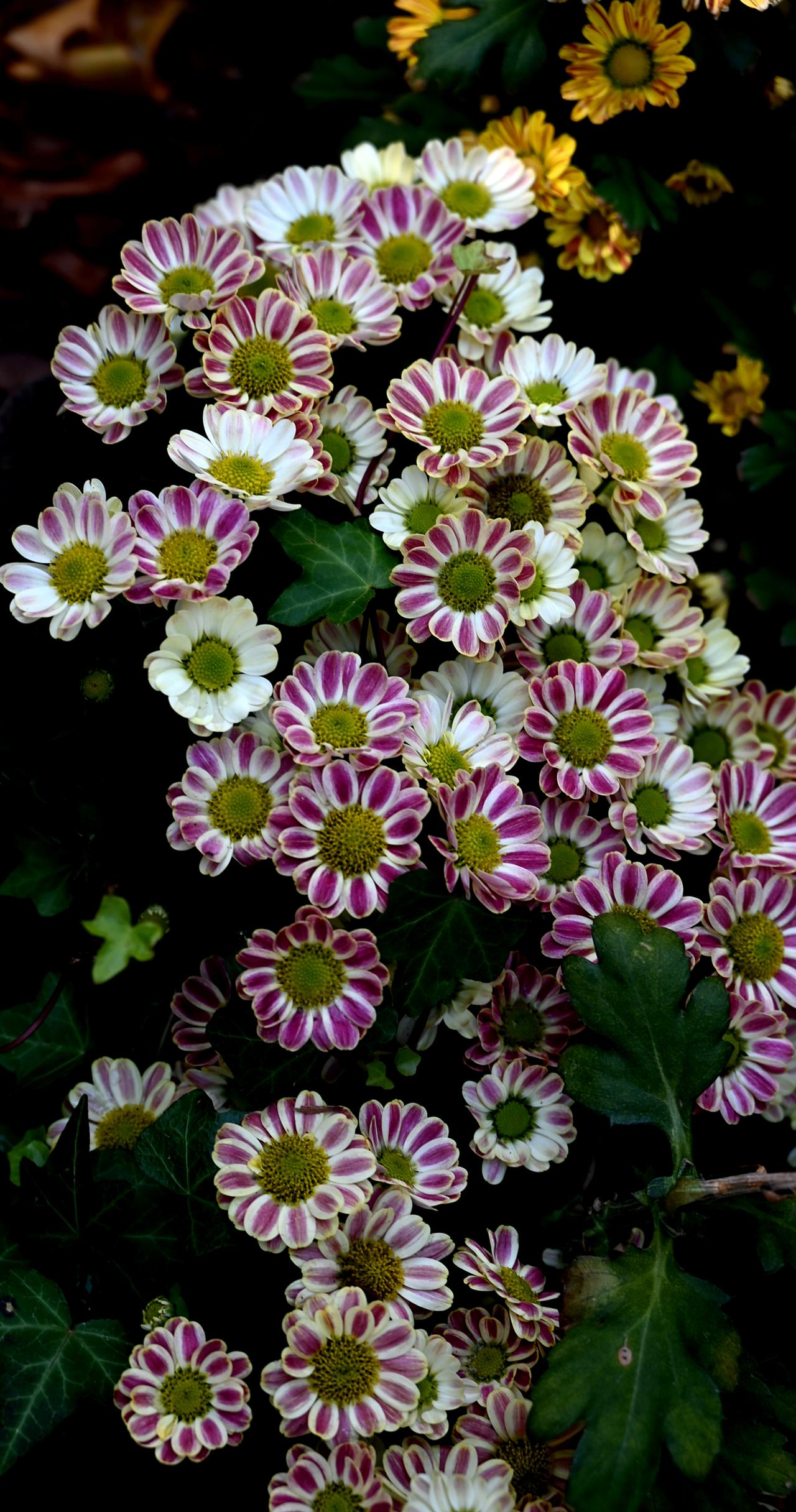 小花