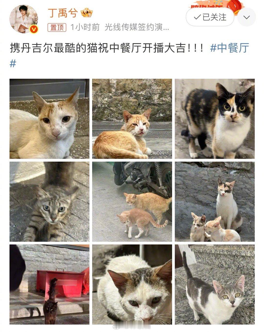 小咪就是会喜欢小猫呀，已在等待中餐厅播出丁禹兮携最酷的猫祝中餐厅开播大吉 ​​​