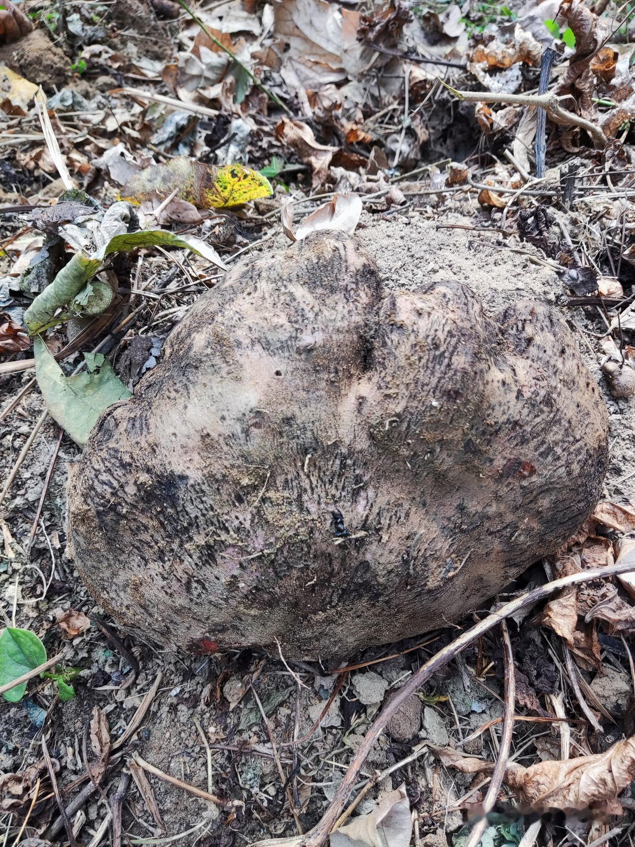 猜猜这是啥物？
不圆不扁，四不像[偷笑]。
长土里，有点大，挖得有些费劲[奋斗]