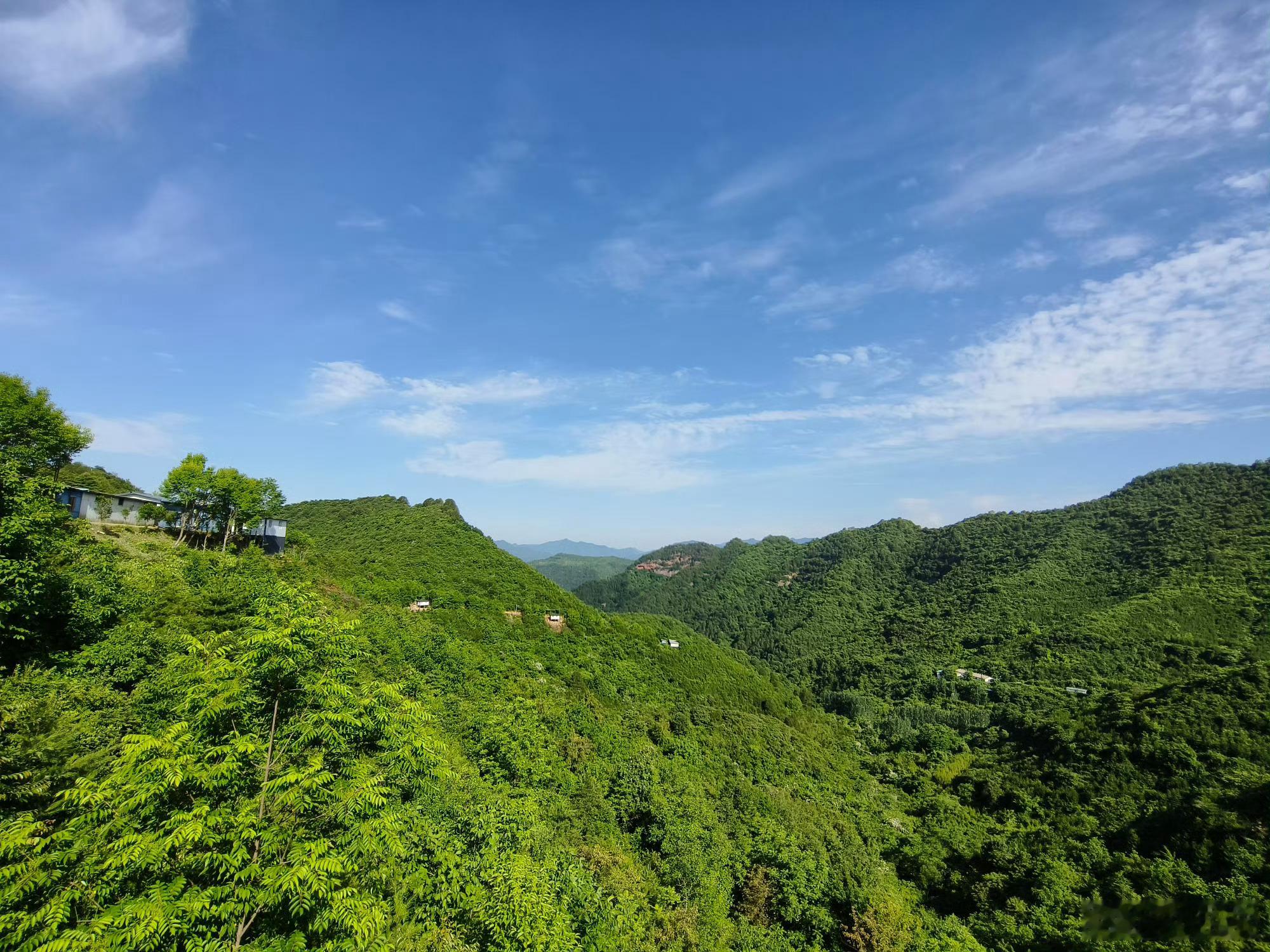 甘肃两当县生态富民进行时立体布局，绘就山地农业新图景 两当县的山野从不单调：树上