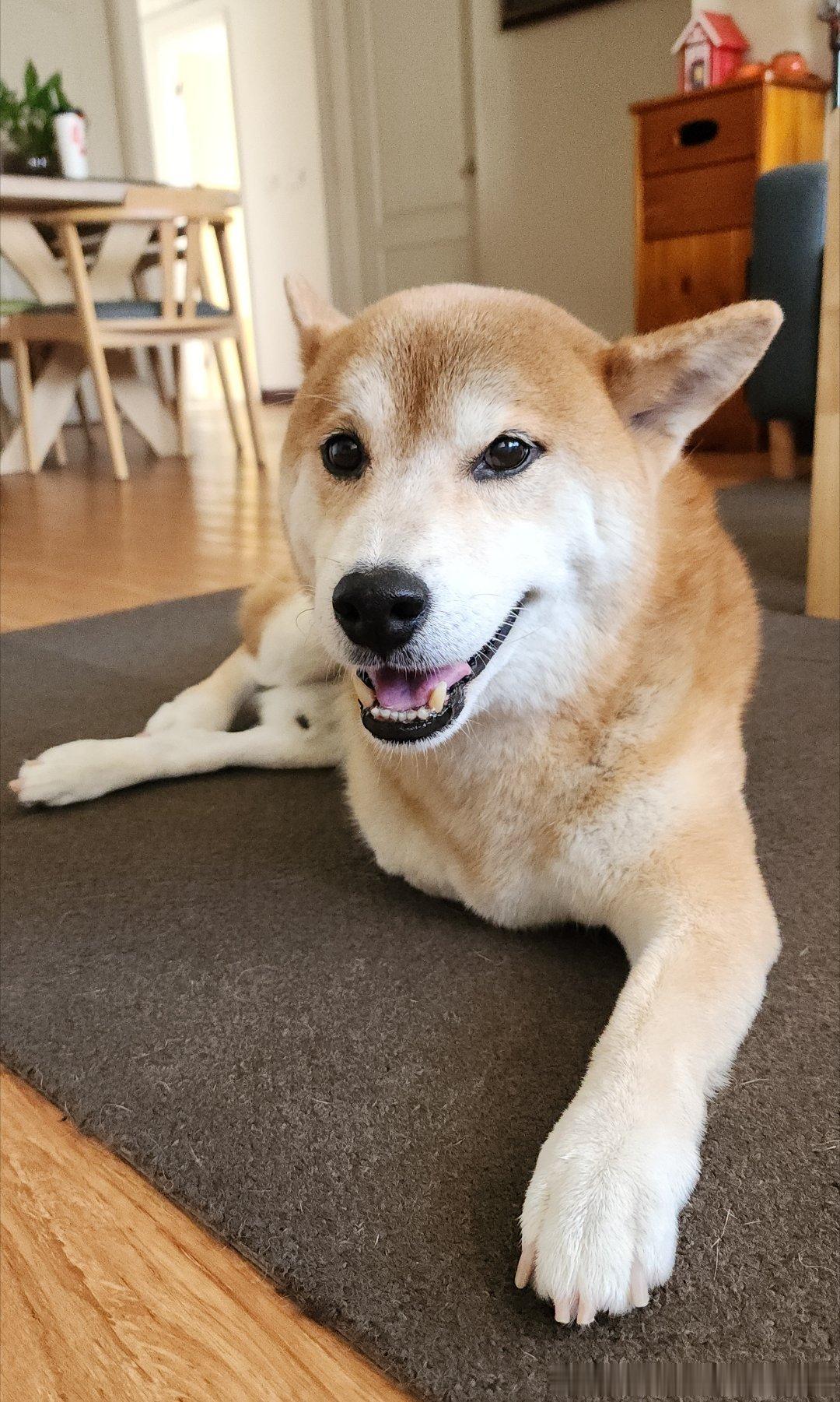 今日去台中探虎虎! 可愛的 3 腳柴柴!柴犬柴犬萌宠萌宠集中营