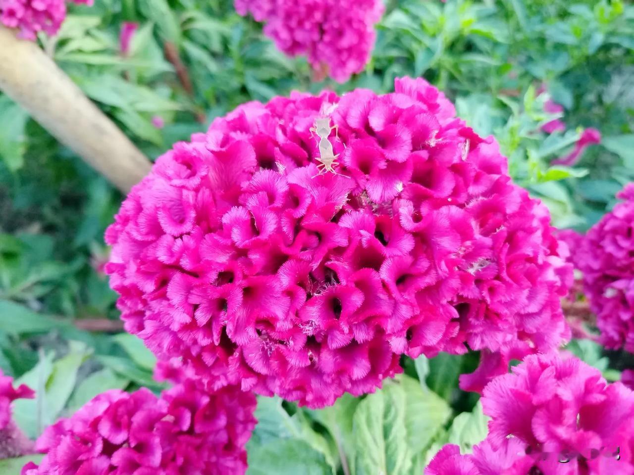 这个是花园还是菜园啊[捂脸]邻居阿姨家的这块地，打理得那叫一个好，各种莱蔬一应俱