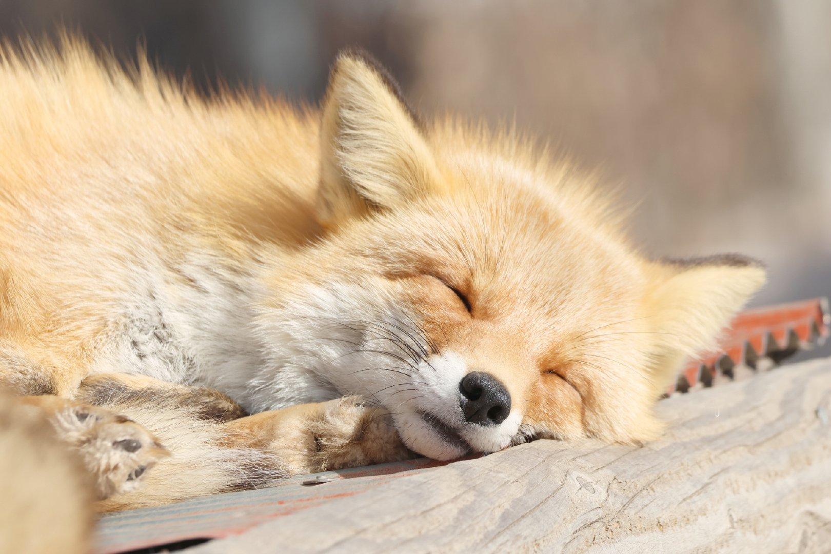 睡得真香~©️chengren21 