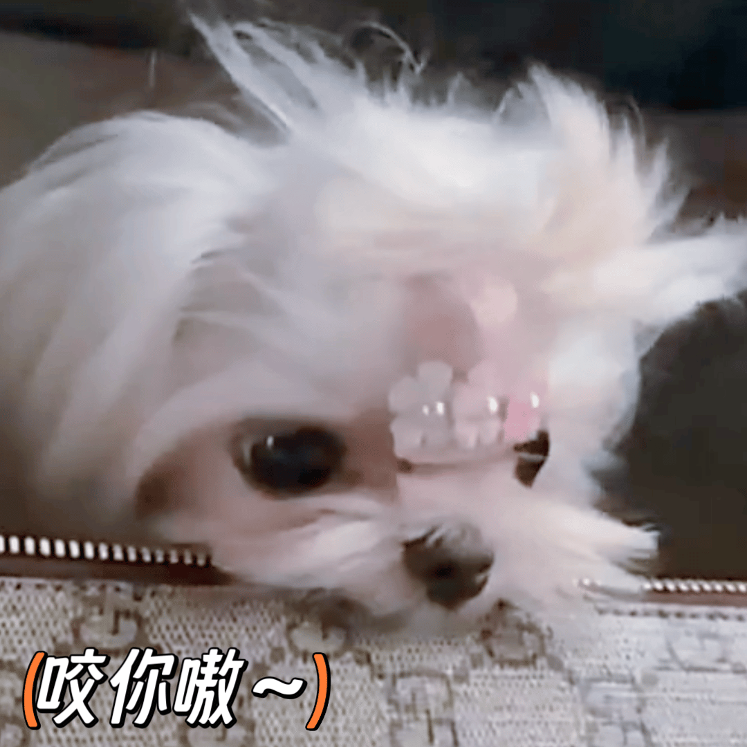 小破站你告诉我 我给老婆看的图被你吃了吗