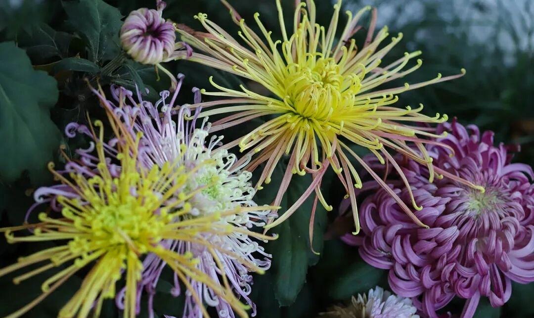 你看那金黄的花瓣如流苏般舒展，在阳光下泛着绸缎般的光泽；那纯白的花朵似雪如玉，在