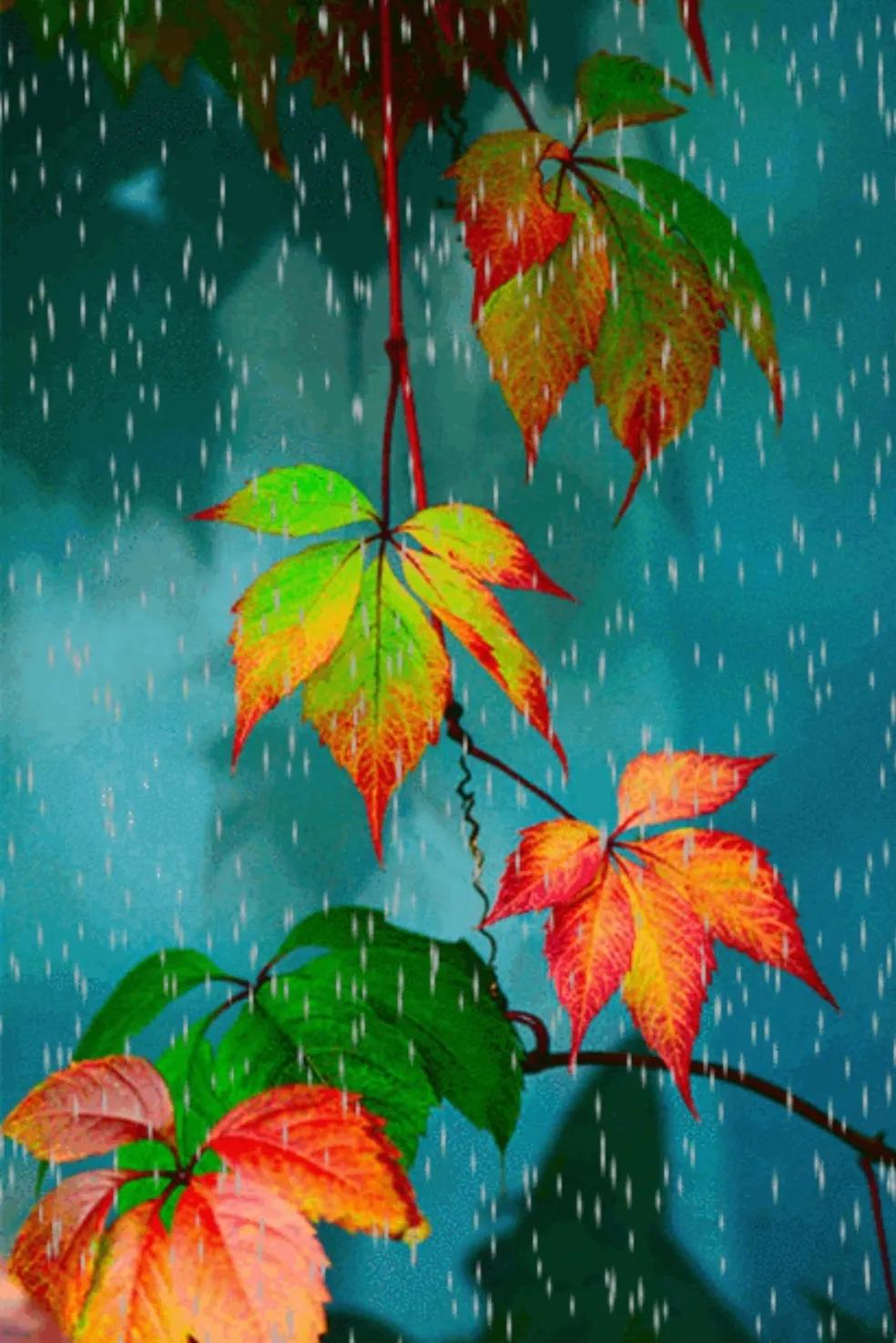 △秋雨情怀△
🌧🍎🍃🍇
阴雨绵绵凉伴风，
几片树叶影窗红。
一点燥热被压