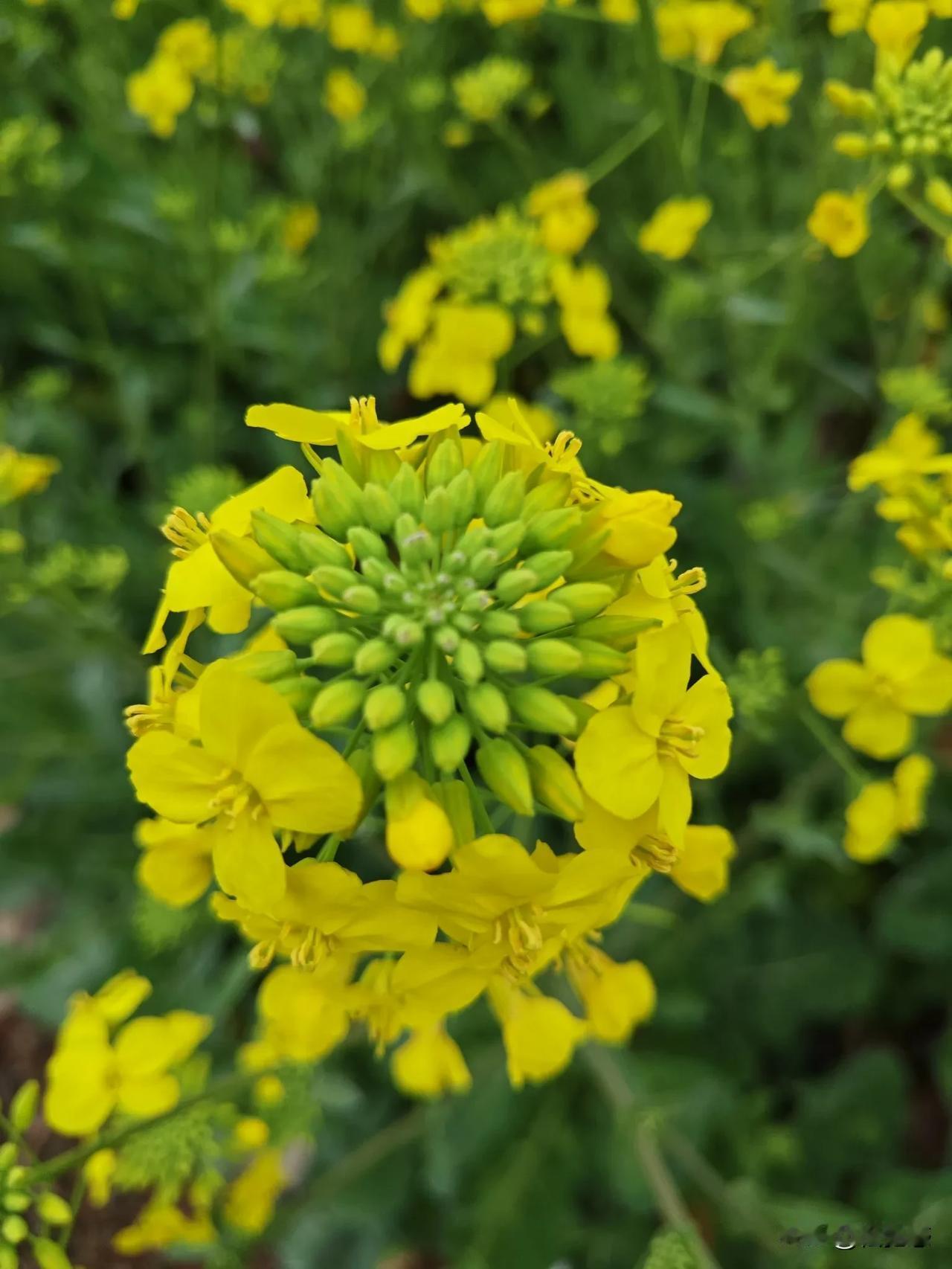 油菜花开的季节到了