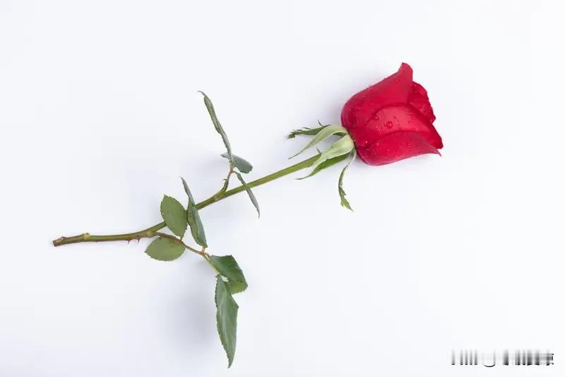 晒图笔记大赛 晒几张美美的玫瑰花图！就像迪丽热巴出席半亩花田活动时被鲜花包围，那