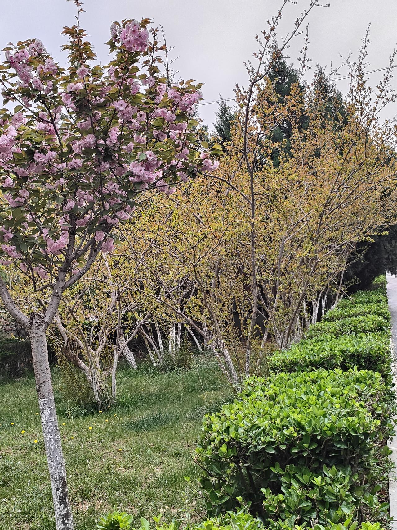 记录我的2026春到枝头，一树繁花自烂漫，一园新绿藏生机，慢下来，感受这春日独有