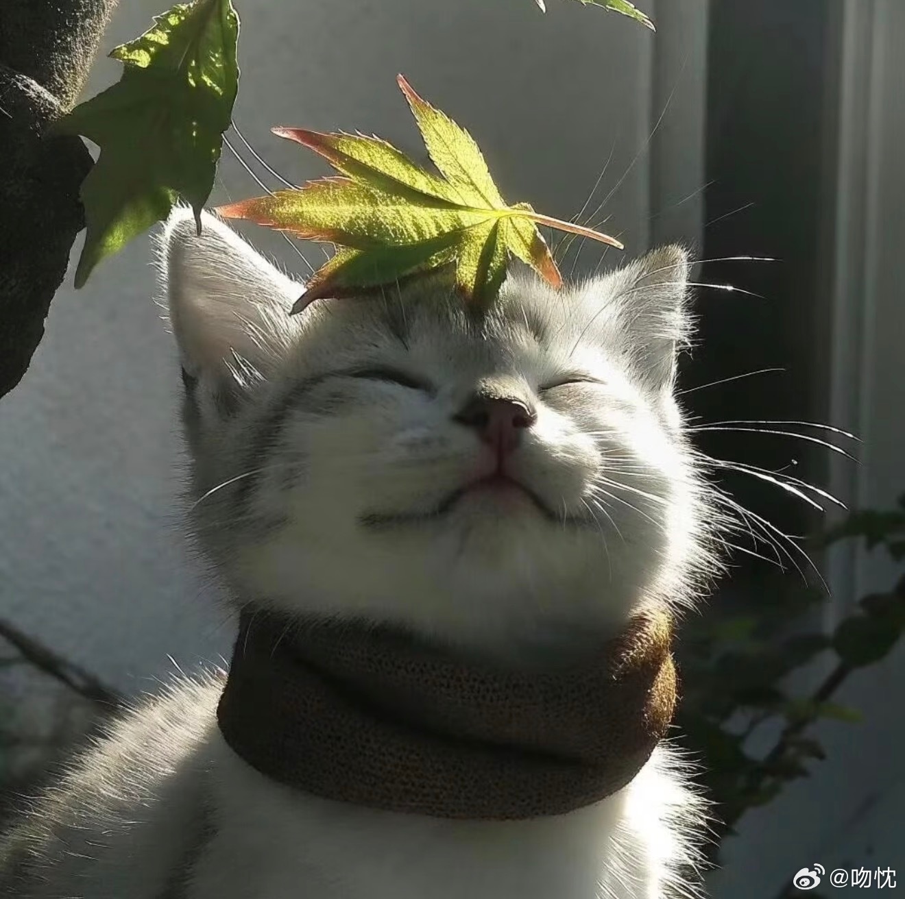 宝宝咪 