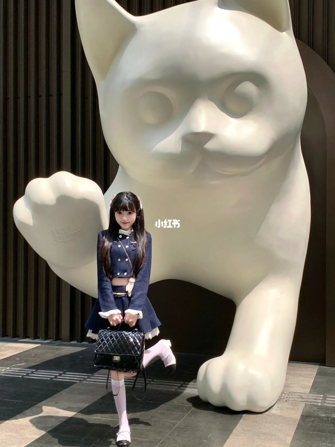 深圳湾的大猫好可爱呀