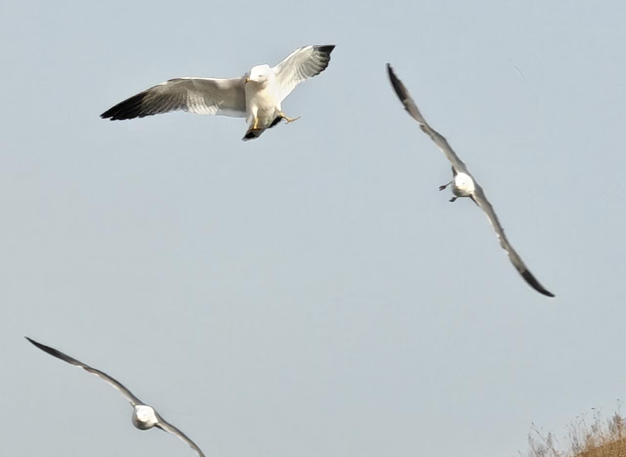 老婆饼和老婆没啥关系。
鱼香肉丝和鱼没啥关系。
木耳菜和木耳没啥关系。
龙须菜和