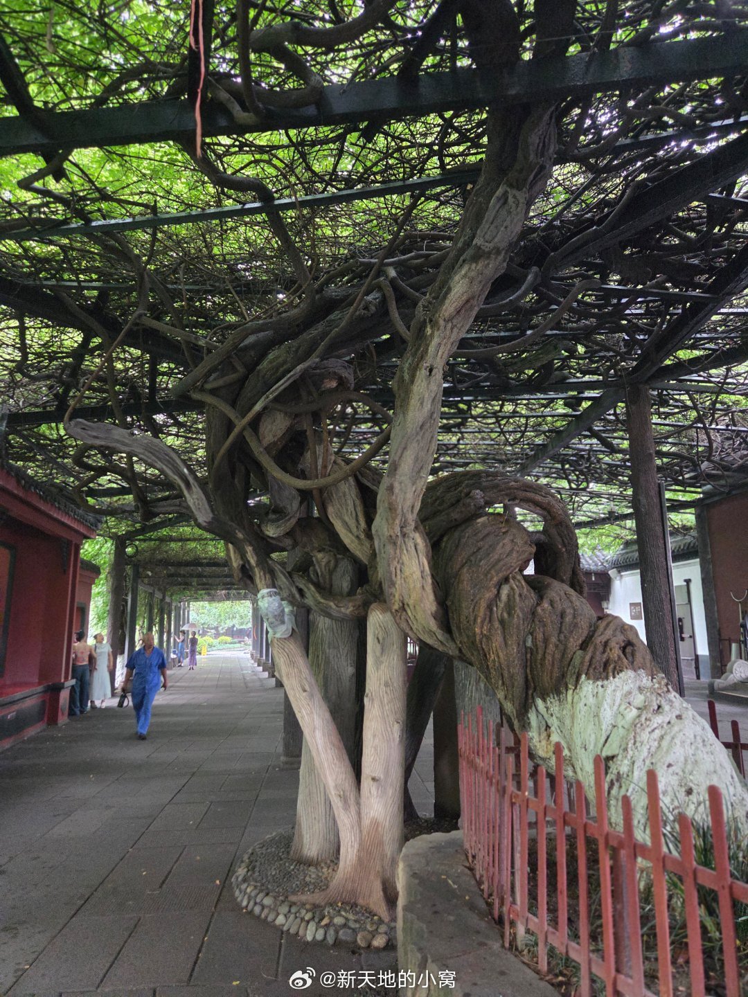 公园城市幸福成都约会博物馆博物馆奇妙之旅城市影像记手机摄影爱好者在新都老桂湖正门