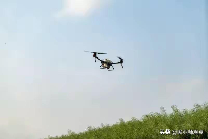 油菜花海蜜蜂惨死，专家给出“黄金两小时”近期，多地正值油菜花期，却因无人机喷洒农