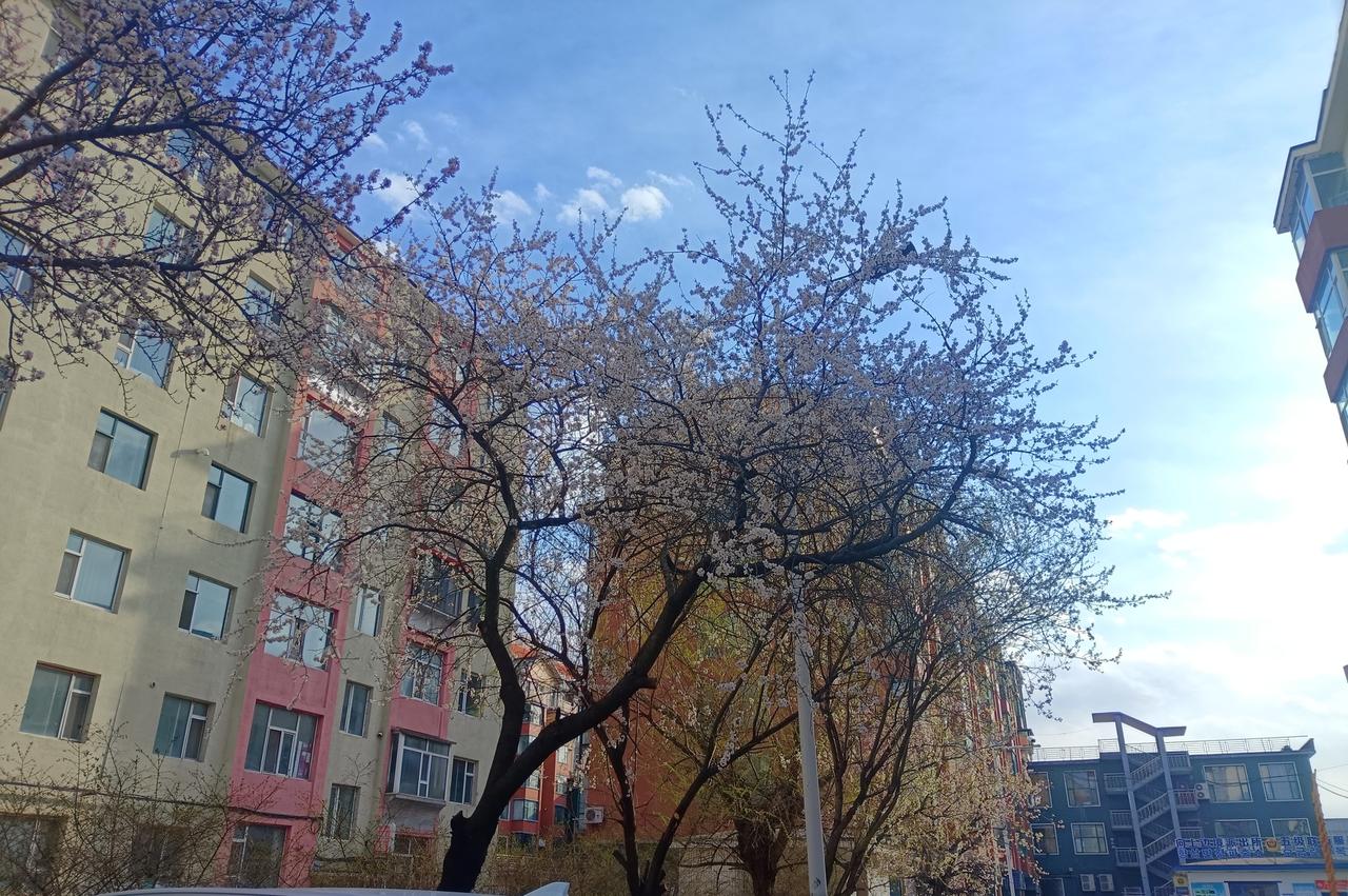 晒晒你相册里花开的图片儿吧