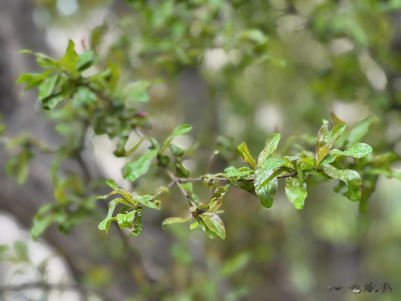 穿行于一树树新绿之间，看乌桕抽芽，蚕豆般的新叶密集成簇，恰似汪曾祺笔下“绿色的呼