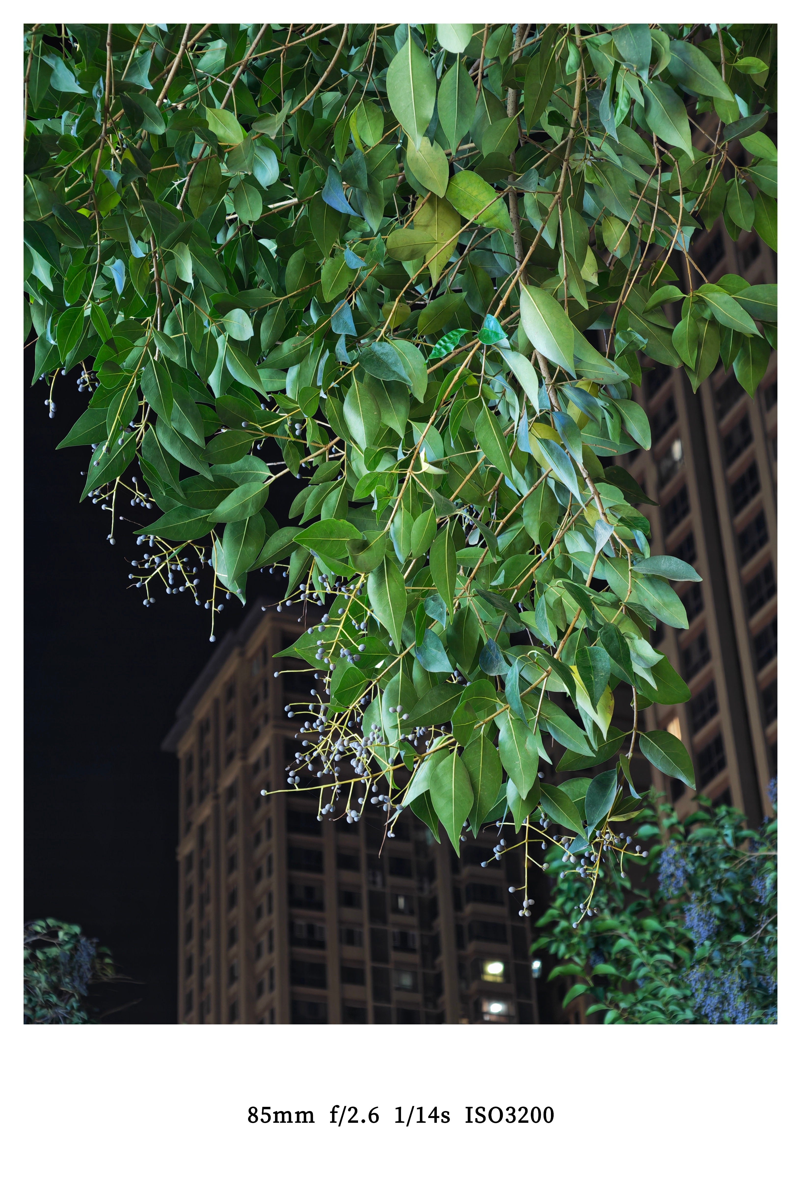 这是我刚才在路边用荣耀Magic8 Pro随手拍的，看一下焦段，再感受一下这个夜