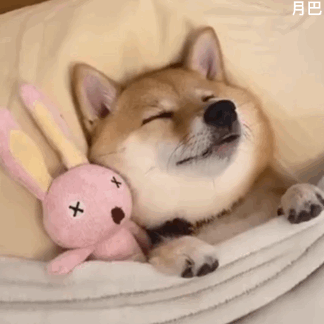 表情包[超话]狗子淡定的睡了！ ​​​
