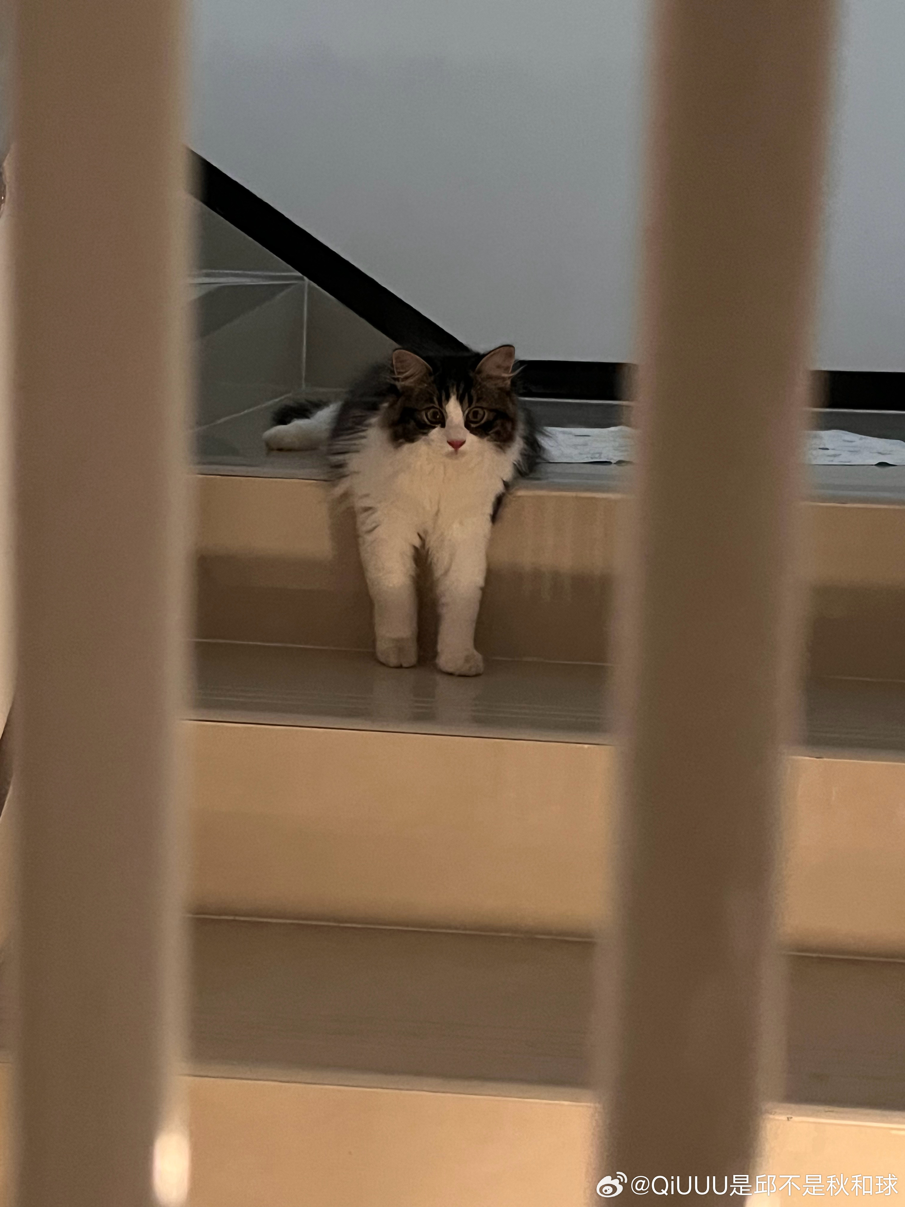 腿最长的一集 ​​​