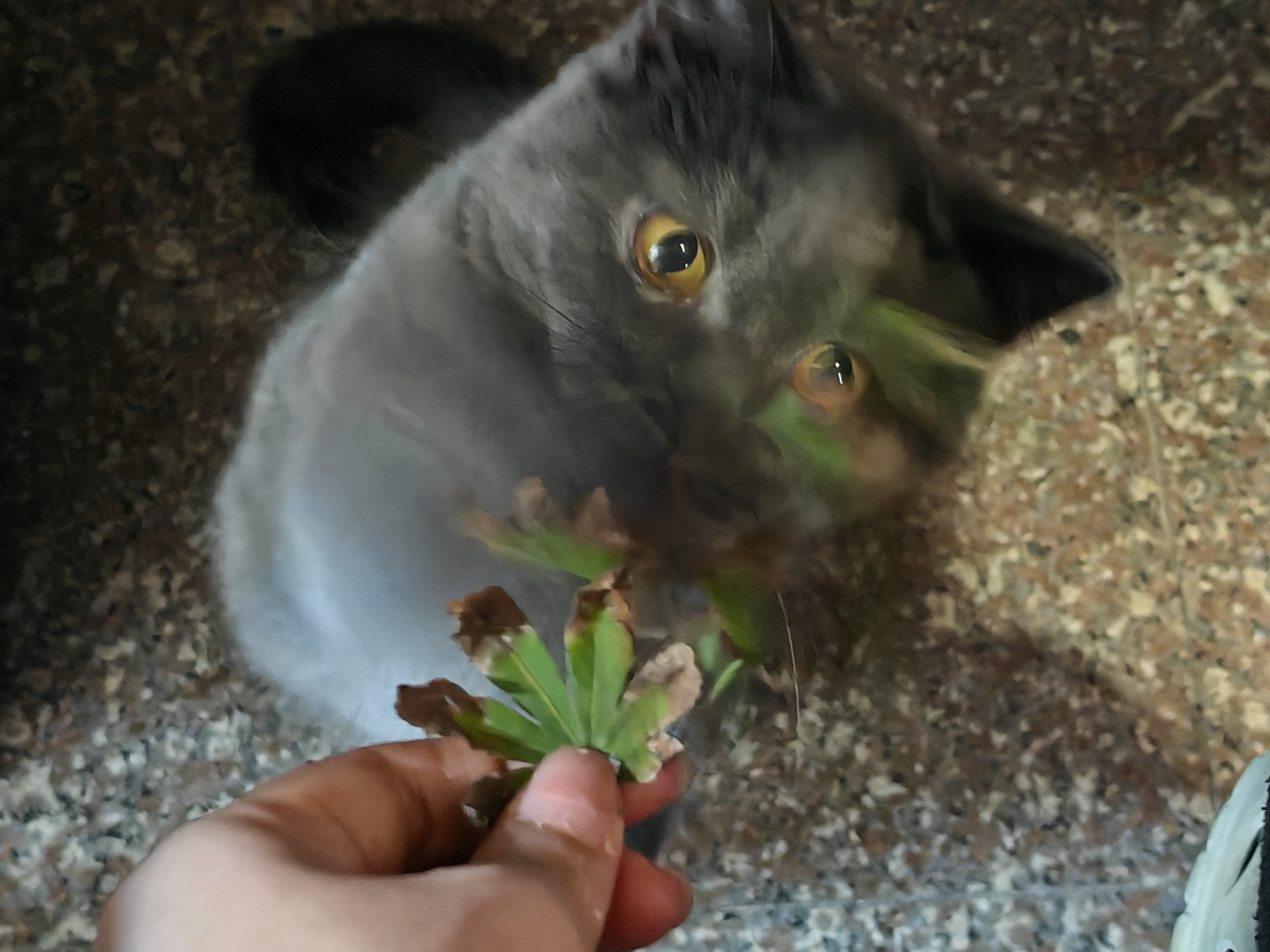 快上车吧[超话] 出门遛狗 给咪带个叶子 ​​​