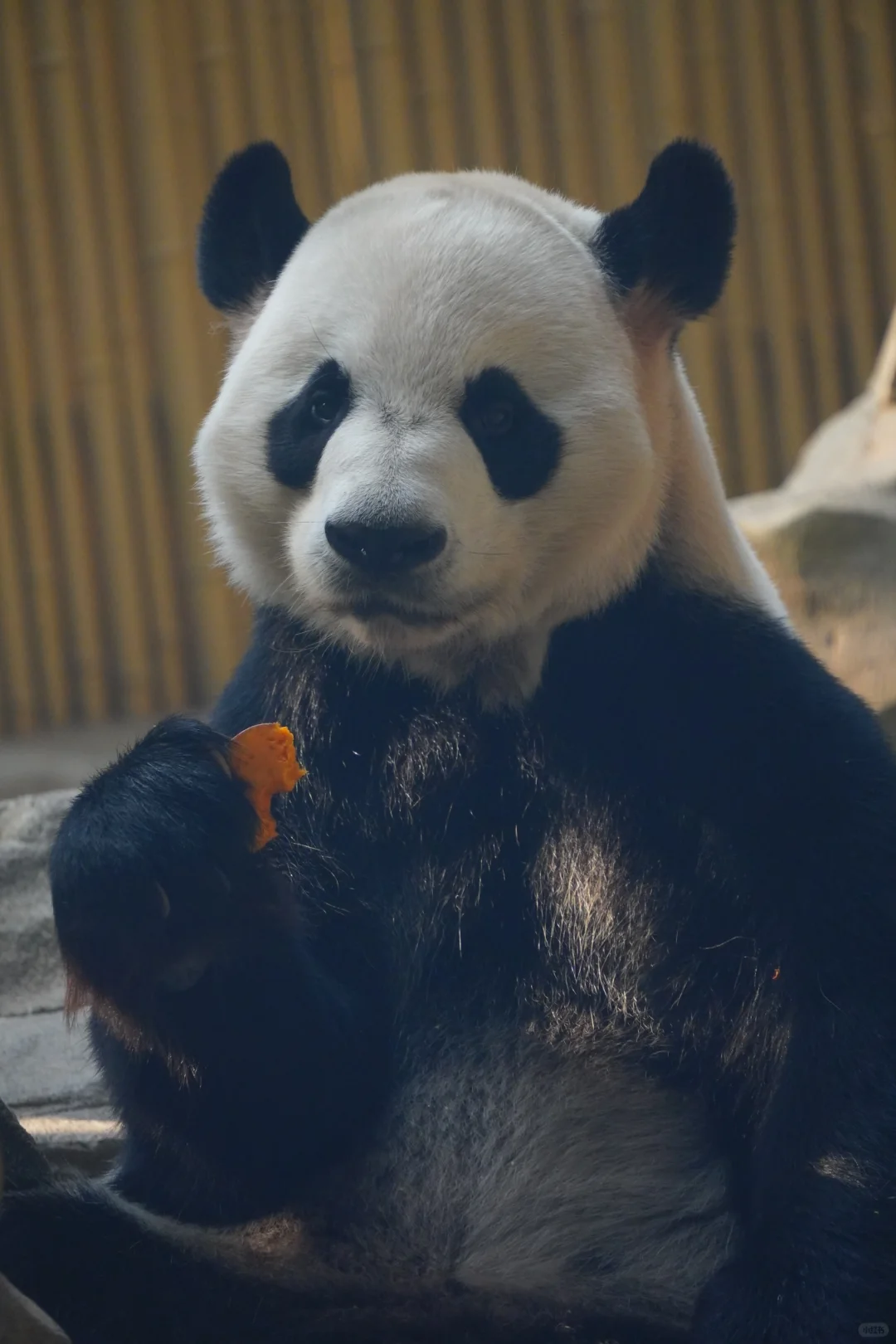 240901 会吃南瓜的大毛哥16岁生日快乐