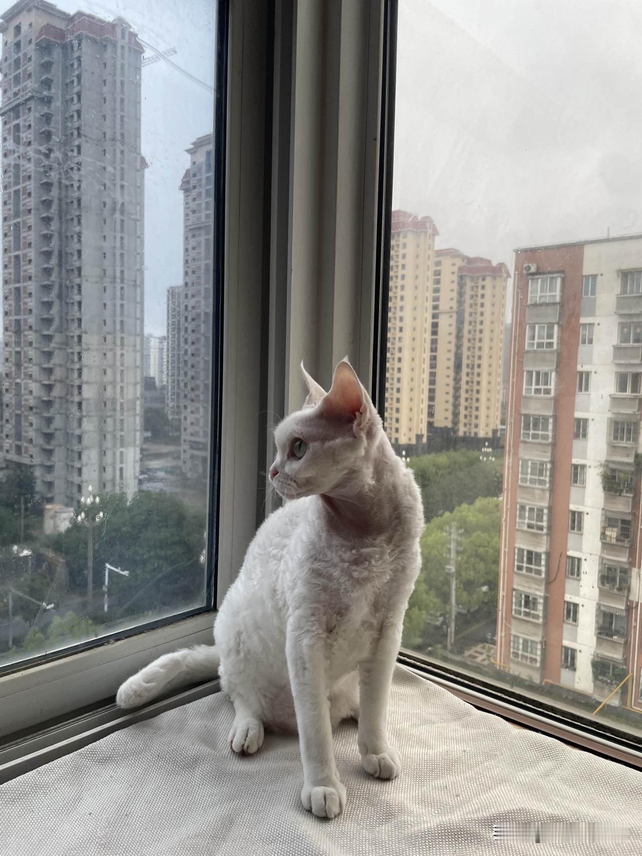 我家小猫咪的快乐早晨，小猫咪在阳台上看外面的风景，它在看什么？当然是在找小鸟哦。
