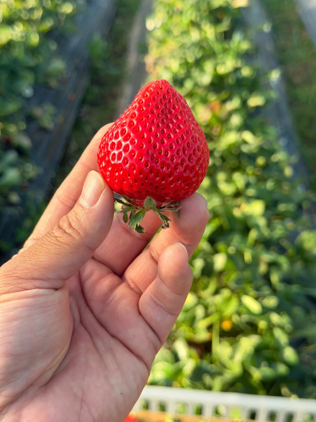 纯甜香野草莓春节回馈活动，错过拍大腿！
