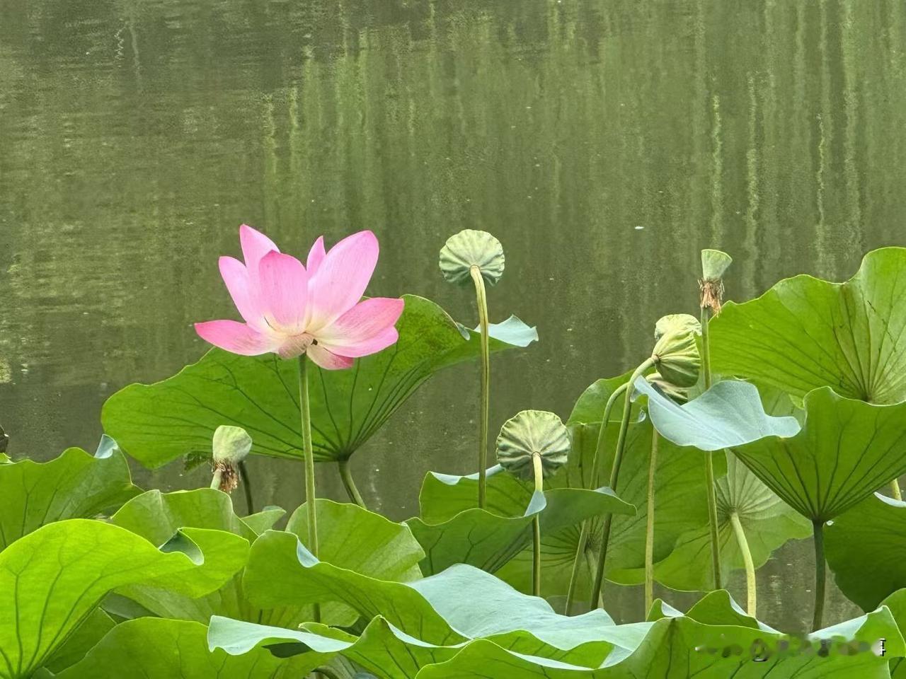 刚刚途经郑州市中原区秦岭路陇海路立交桥下时，看到十字口路边不少人在向桥下一边观望