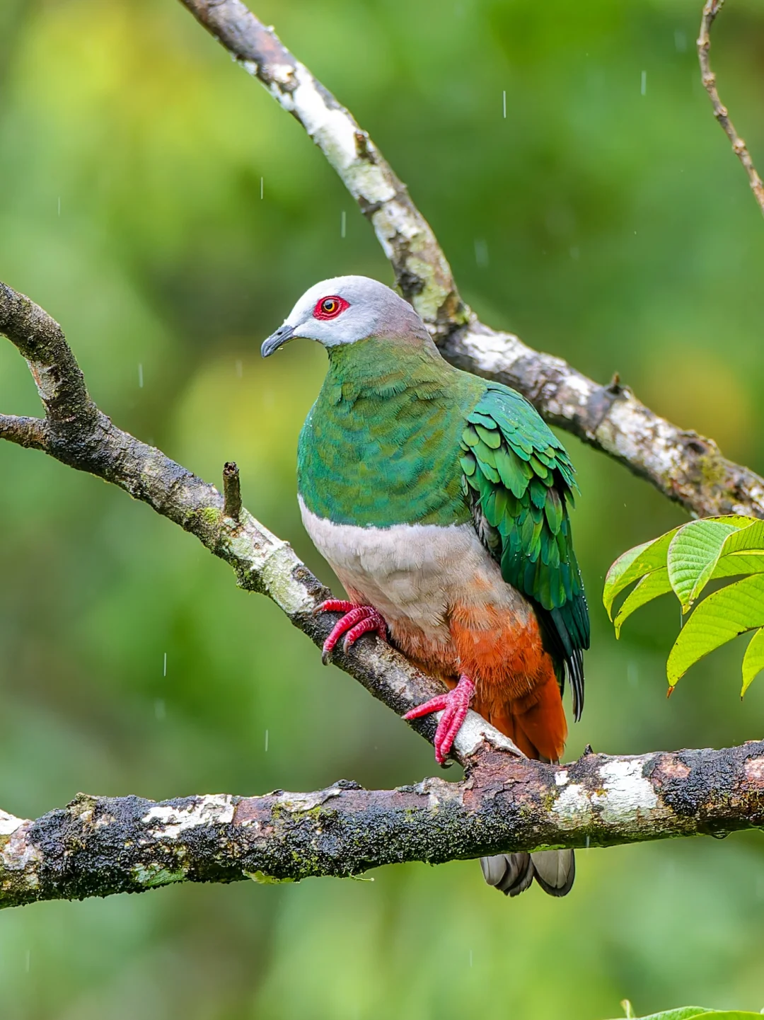 幸运看到了稀有又绚丽的红腹皇鸠