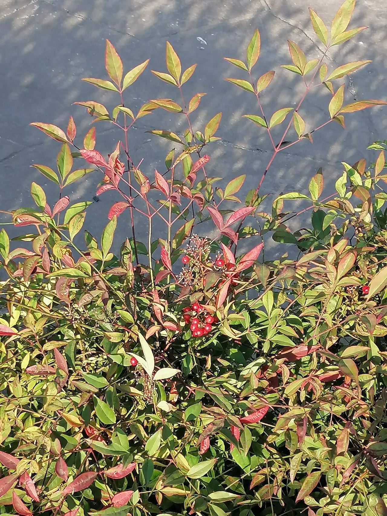 这是什么果子？