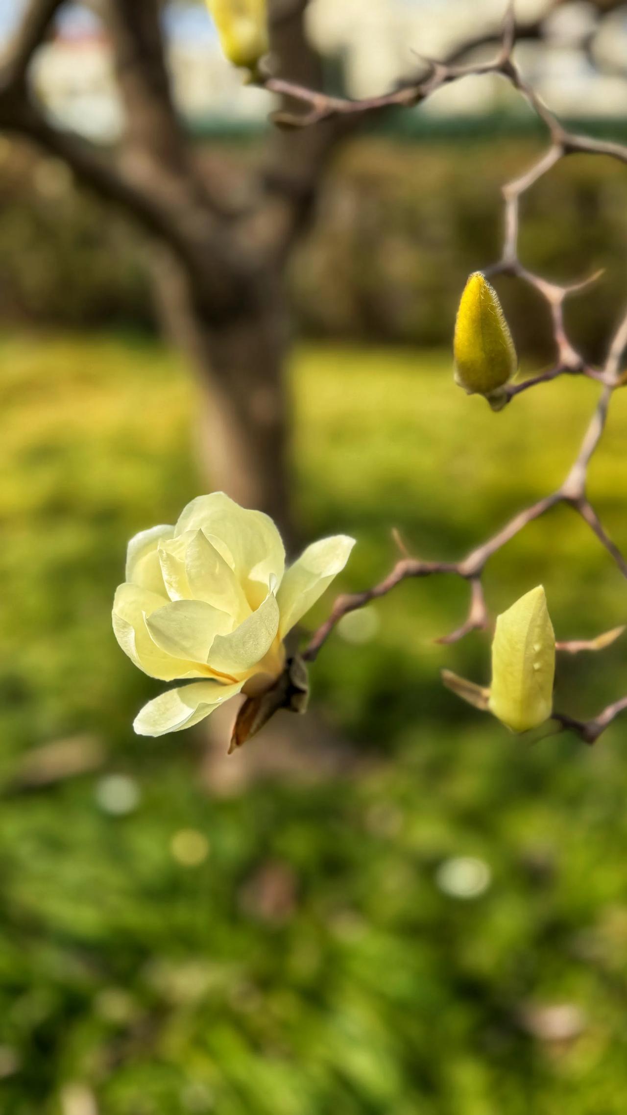 昨天拍的，白玉兰，梨花，海棠。