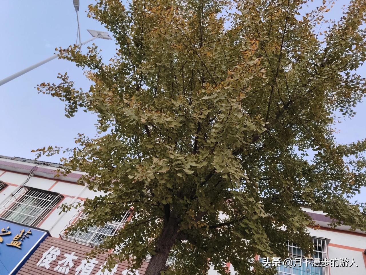 随拍蓝天下的树