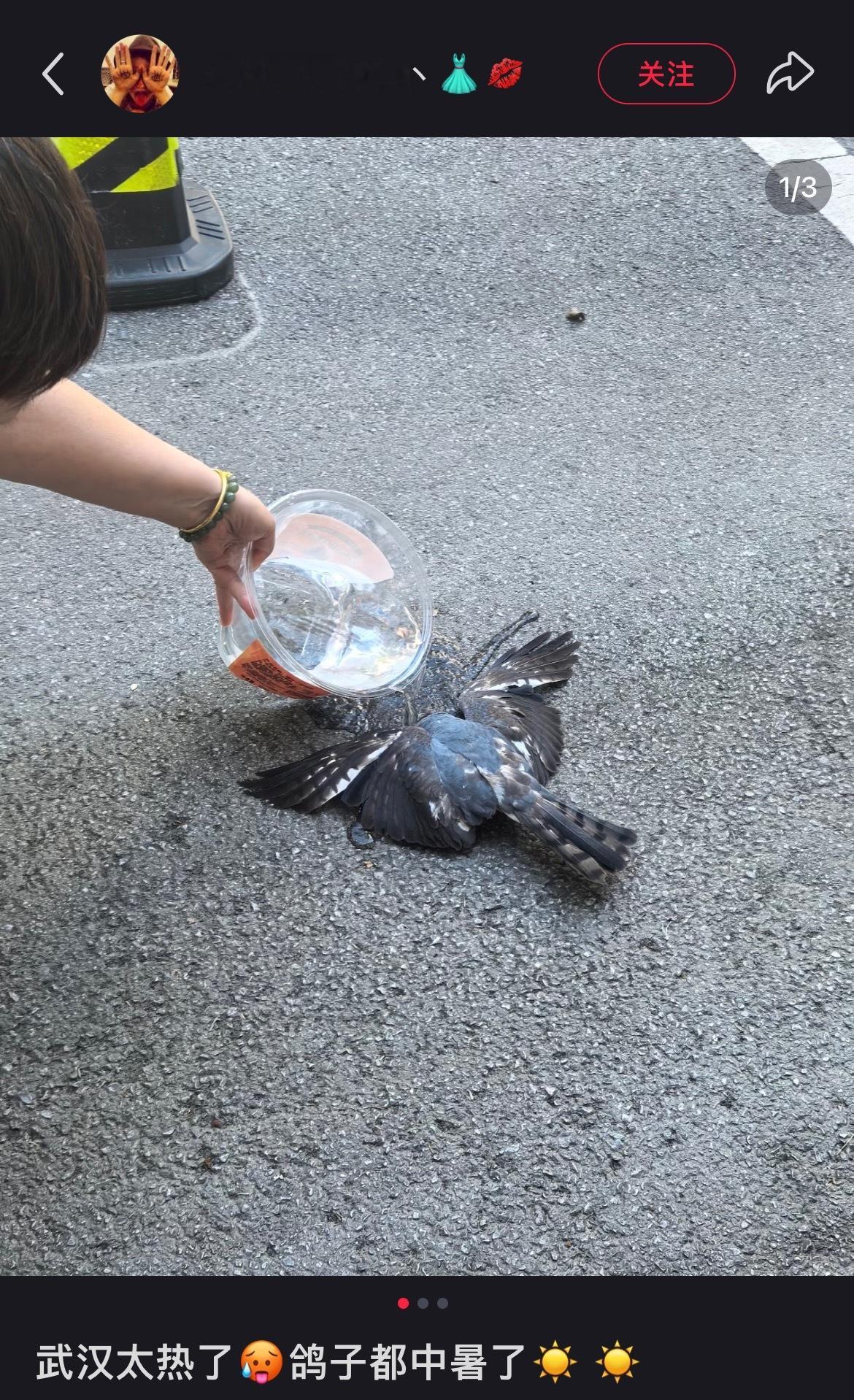 鹰：蒜鸟蒜鸟，救我一命你说我是什么就是什么 ​​​