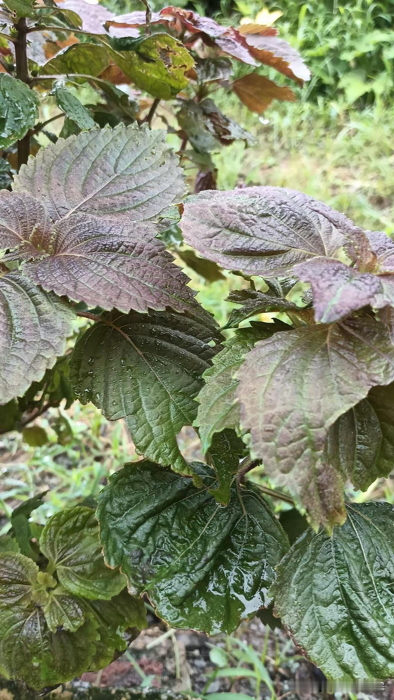 现在农村，又出现了一个奇怪的现象：年轻的媳妇生了孩子后，宁愿花几万块去月子中心，
