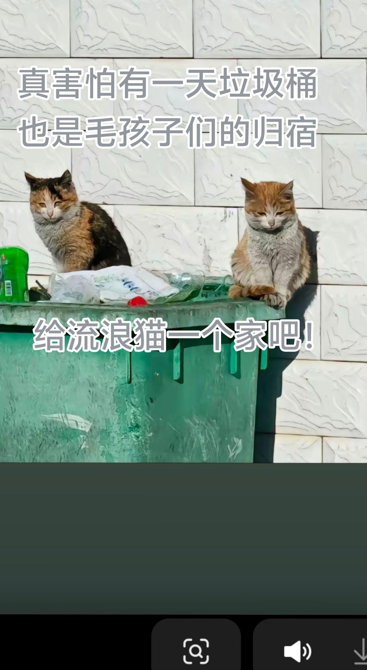 为什么好多流浪猫的眼里没有光？得不到关爱的流浪毛孩子是最可怜的😭愿更多的人向流